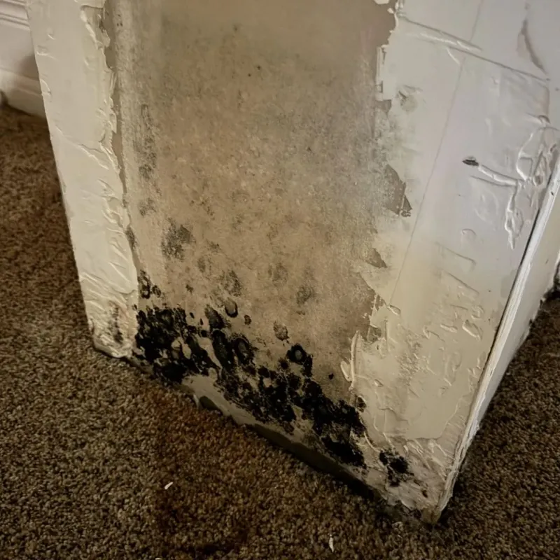 Professional Mold Removal in Menifee County, KY